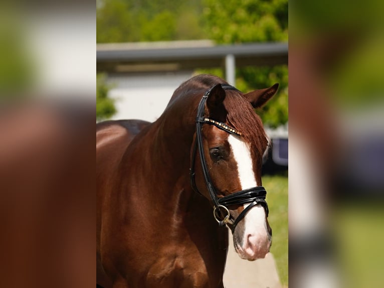 Westfaliano Caballo castrado 4 años 165 cm Alazán-tostado in Duisburg