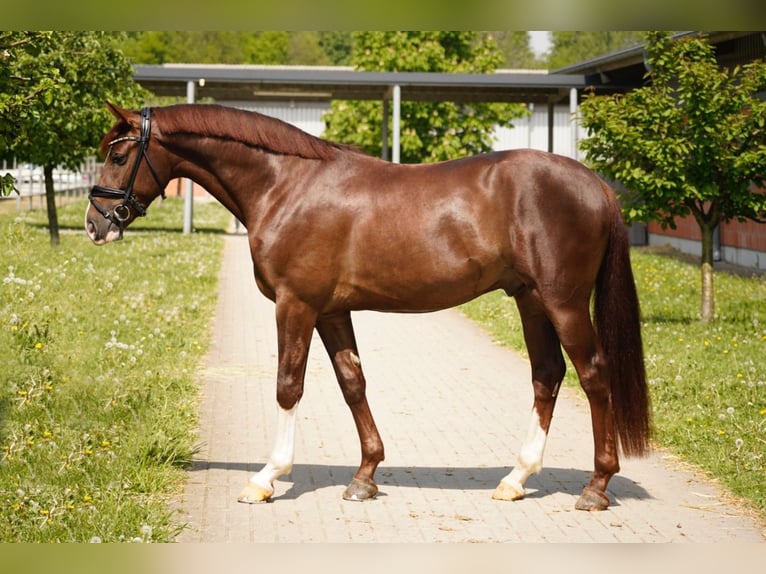 Westfaliano Caballo castrado 4 años 165 cm Alazán-tostado in Duisburg