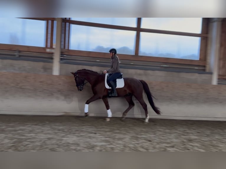 Westfaliano Caballo castrado 4 años 165 cm Alazán-tostado in Reichenbach