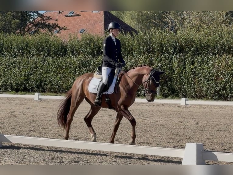 Westfaliano Caballo castrado 4 años 165 cm Alazán-tostado in Reichenbach