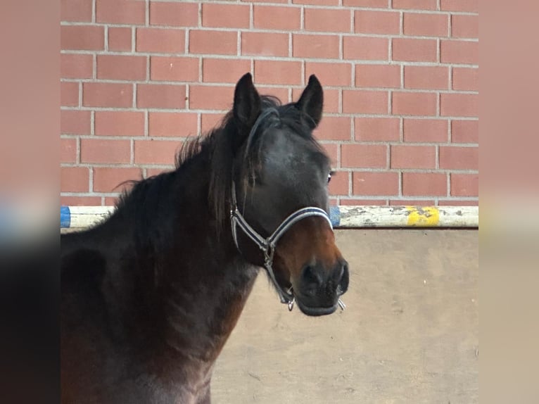 Westfaliano Caballo castrado 4 años 165 cm  in Hamm