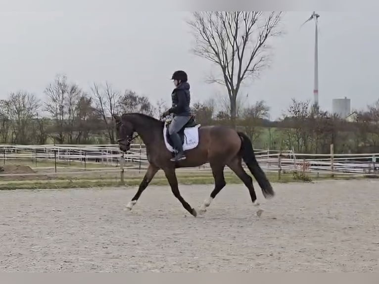 Westfaliano Caballo castrado 4 años 165 cm Castaño in Herzogenaurach