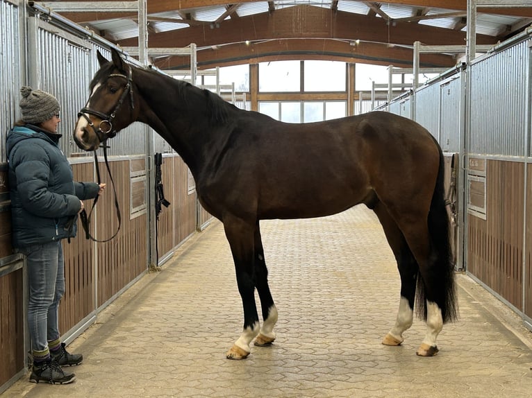 Westfaliano Caballo castrado 4 años 165 cm Castaño in Löhne