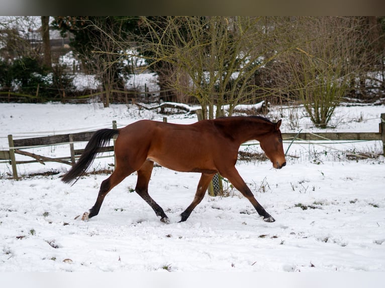 Westfaliano Caballo castrado 4 años 165 cm Castaño in Uedem