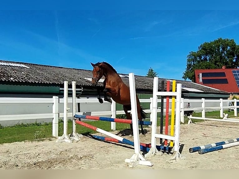 Westfaliano Caballo castrado 4 años 165 cm Castaño in Selm