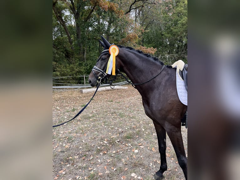 Westfaliano Caballo castrado 4 años 165 cm Castaño oscuro in Trochtelfingen