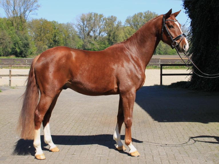 Westfaliano Caballo castrado 4 años 166 cm Alazán in Gronau (Westfalen)