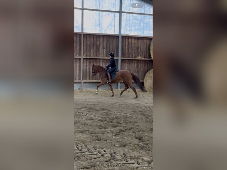 Westfaliano Caballo castrado 4 años 166 cm Alazán in Wesel