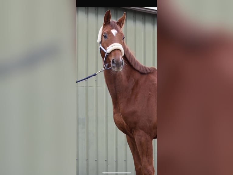 Westfaliano Caballo castrado 4 años 166 cm Alazán in Overath