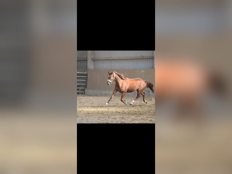 Westfaliano Caballo castrado 4 años 166 cm Alazán in Overath