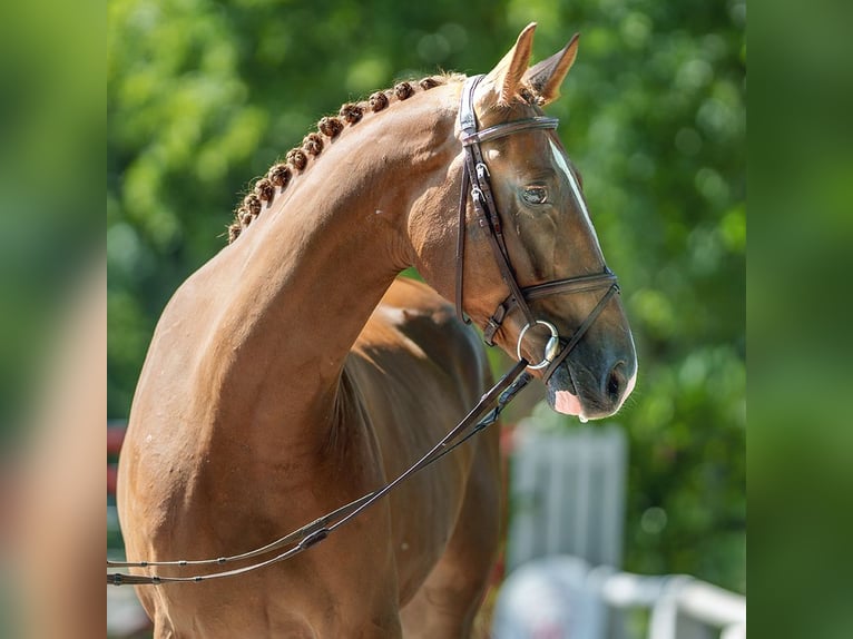 Westfaliano Caballo castrado 4 años 166 cm Alazán-tostado in Münster