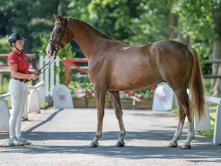 Westfaliano Caballo castrado 4 años 166 cm Alazán-tostado in Münster