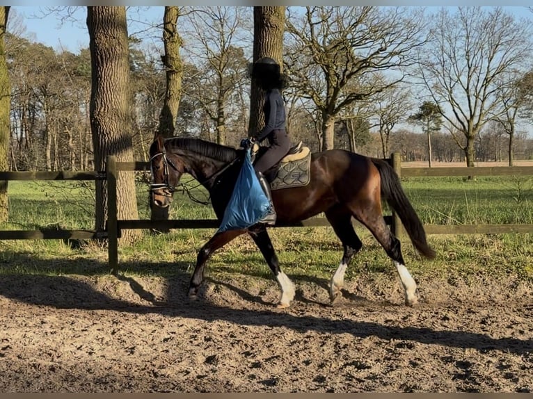 Westfaliano Caballo castrado 4 años 166 cm Castaño in Gronau (Westfalen)