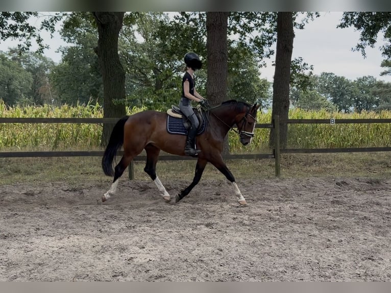 Westfaliano Caballo castrado 4 años 166 cm Castaño in Gronau (Westfalen)