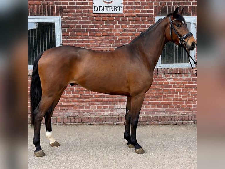 Westfaliano Caballo castrado 4 años 166 cm Castaño in Schöppingen