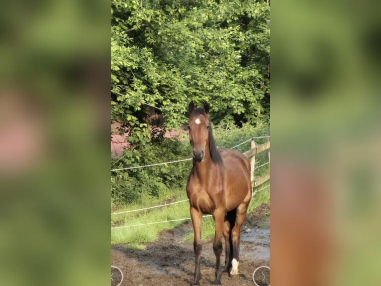 Westfaliano Caballo castrado 4 años 166 cm Castaño in Windhagen