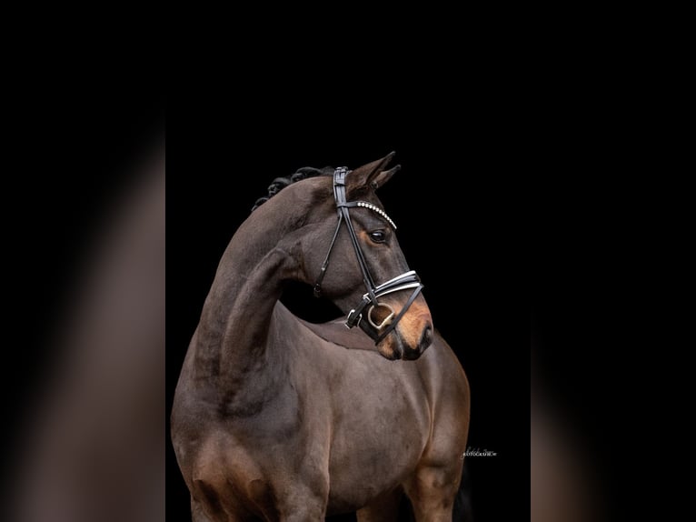 Westfaliano Caballo castrado 4 años 166 cm Castaño oscuro in Lehrberg