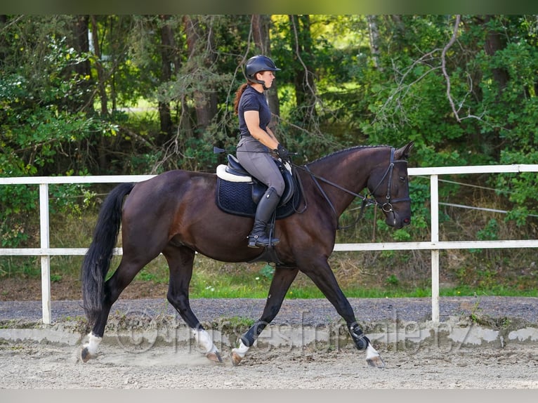 Westfaliano Caballo castrado 4 años 166 cm Morcillo in Tabor