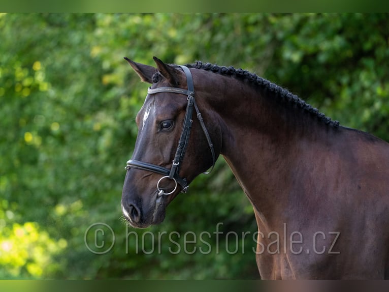 Westfaliano Caballo castrado 4 años 166 cm Morcillo in Tabor