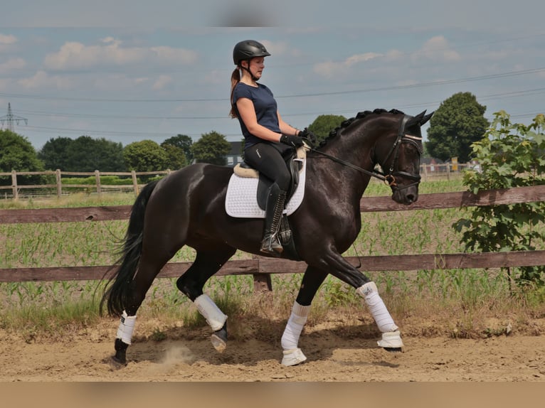 Westfaliano Caballo castrado 4 años 166 cm Negro in Greven