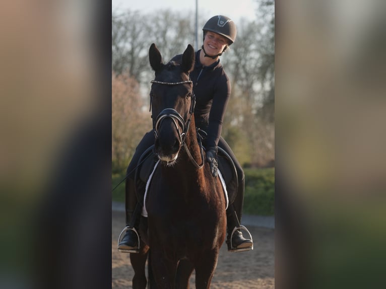 Westfaliano Caballo castrado 4 años 166 cm Negro in Senden