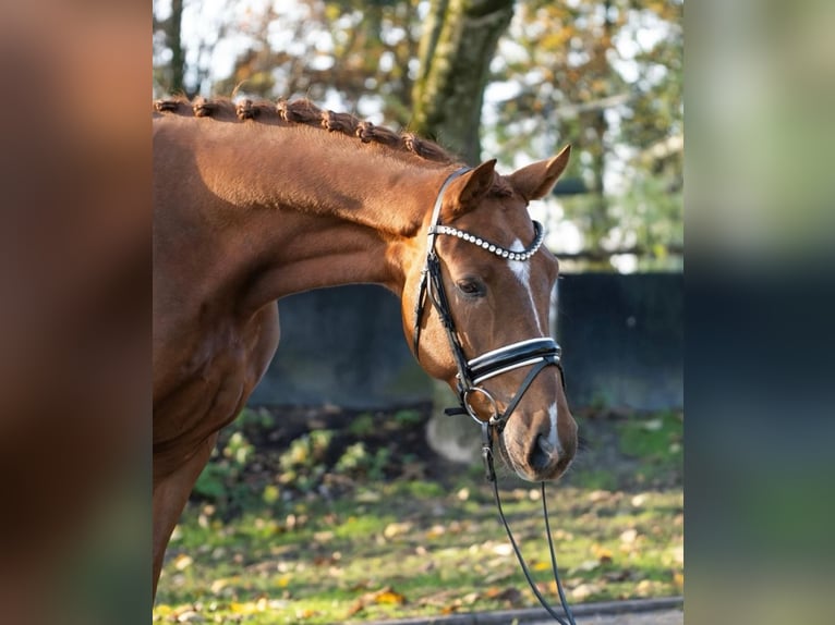 Westfaliano Caballo castrado 4 años 167 cm Alazán in Gallspach