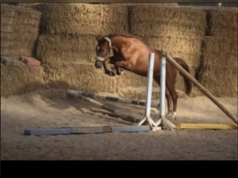 Westfaliano Caballo castrado 4 años 167 cm Alazán in Overath