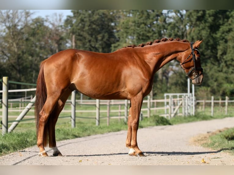 Westfaliano Caballo castrado 4 años 167 cm  in Tönisvorst
