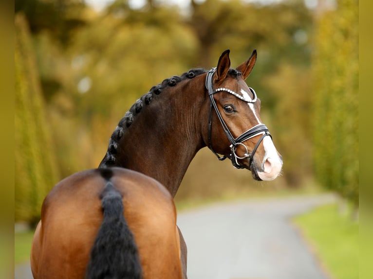 Westfaliano Caballo castrado 4 años 167 cm Castaño in Steinfurt
