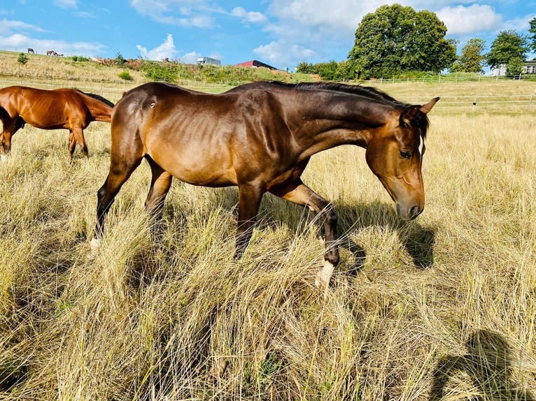 Westfaliano Caballo castrado 4 años 167 cm Castaño in Weiskirchen