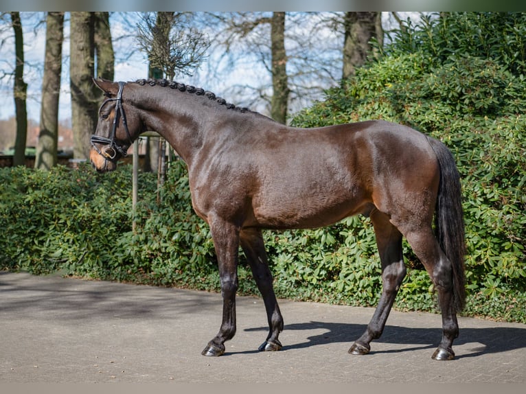 Westfaliano Caballo castrado 4 años 167 cm Castaño oscuro in H&#xF6;rstel