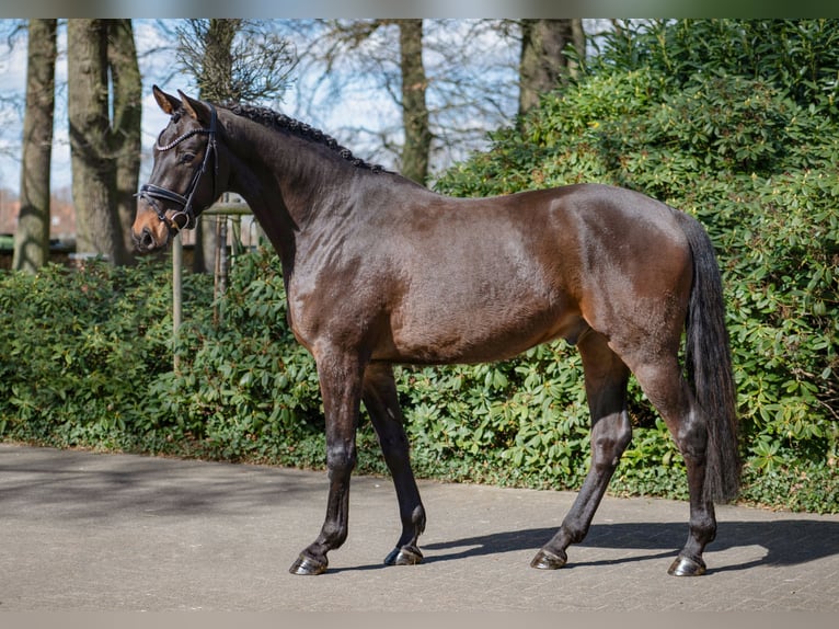 Westfaliano Caballo castrado 4 años 167 cm Castaño oscuro in H&#xF6;rstel