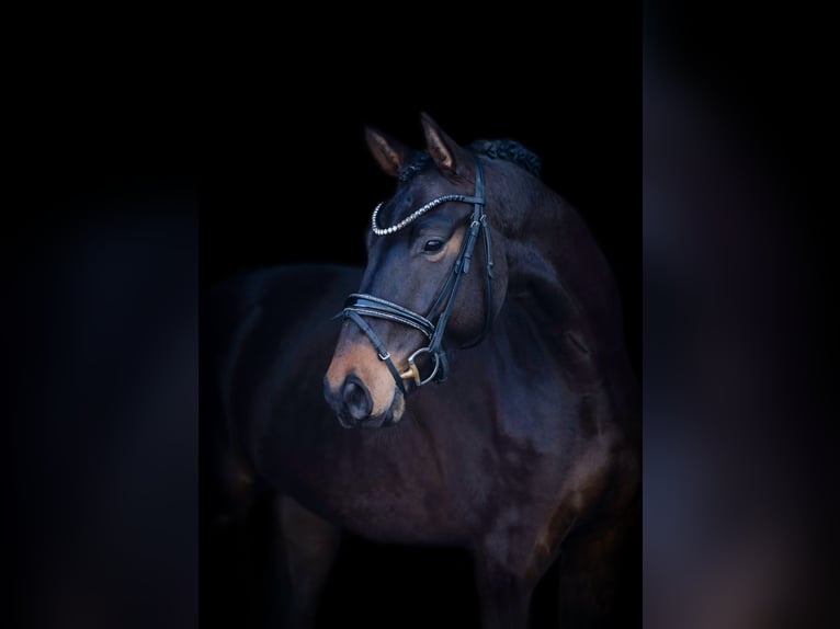 Westfaliano Caballo castrado 4 años 167 cm Castaño oscuro in H&#xF6;rstel
