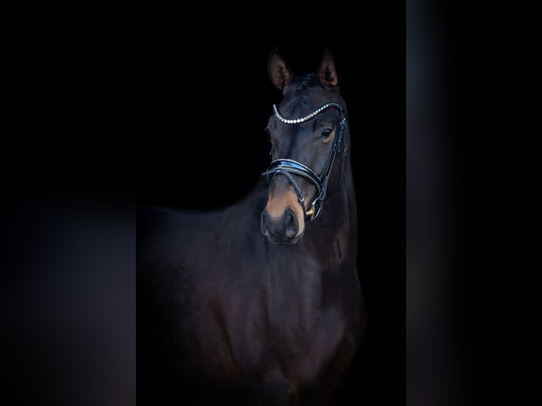 Westfaliano Caballo castrado 4 años 167 cm Castaño oscuro in H&#xF6;rstel