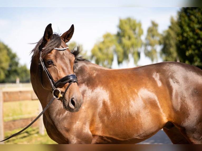 Westfaliano Caballo castrado 4 años 167 cm Castaño oscuro in Langenberg