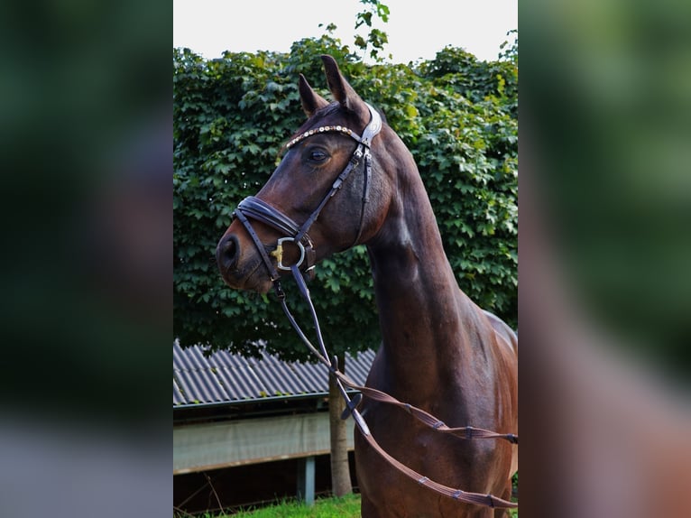 Westfaliano Caballo castrado 4 años 167 cm Castaño oscuro in Overath