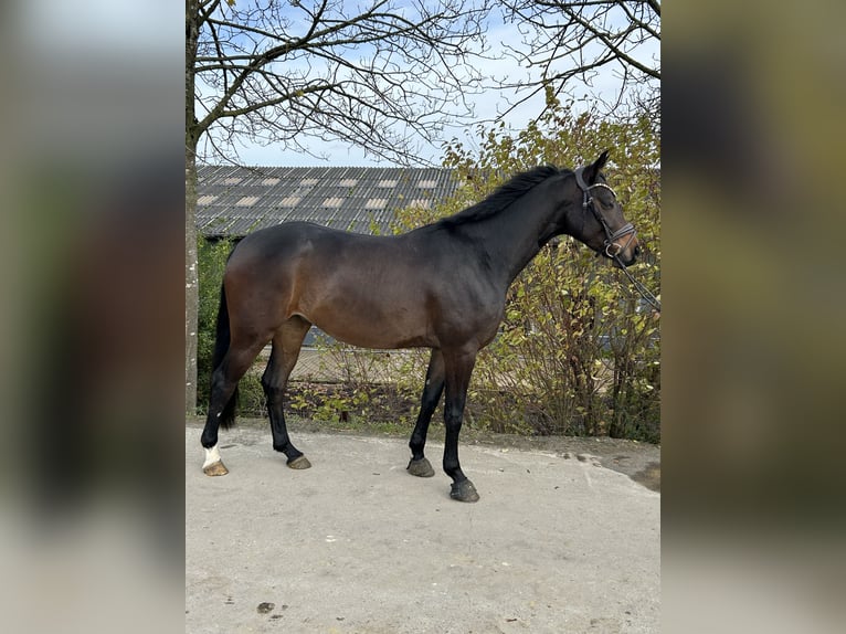 Westfaliano Caballo castrado 4 años 167 cm Castaño oscuro in Overath