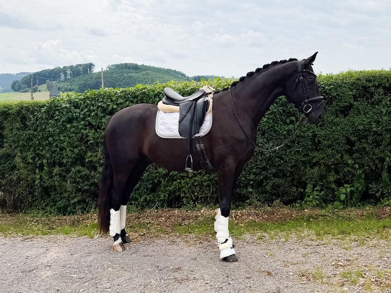 Westfaliano Caballo castrado 4 años 167 cm Morcillo in Attendorn