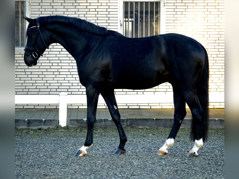 Westfaliano Caballo castrado 4 años 167 cm Morcillo in Duisburg