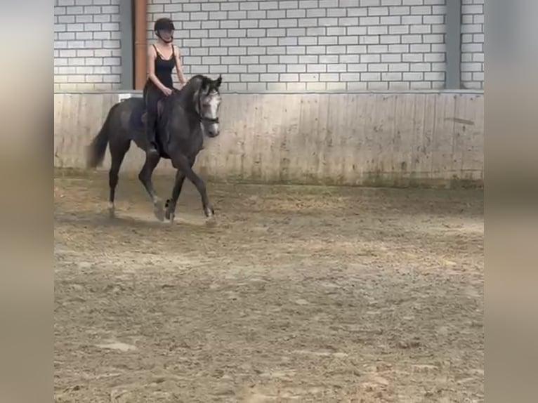 Westfaliano Caballo castrado 4 años 167 cm Tordo in Bad Honnef