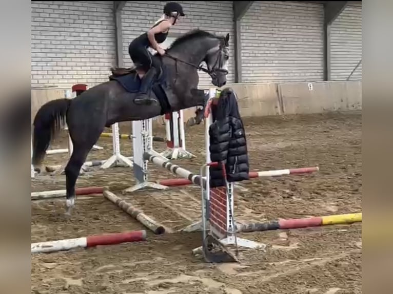 Westfaliano Caballo castrado 4 años 167 cm Tordo in Bad Honnef