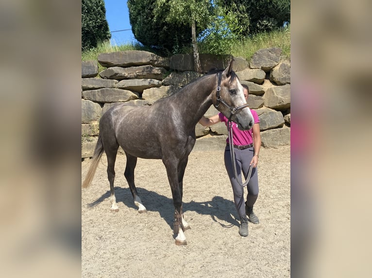 Westfaliano Caballo castrado 4 años 167 cm Tordo in Overath