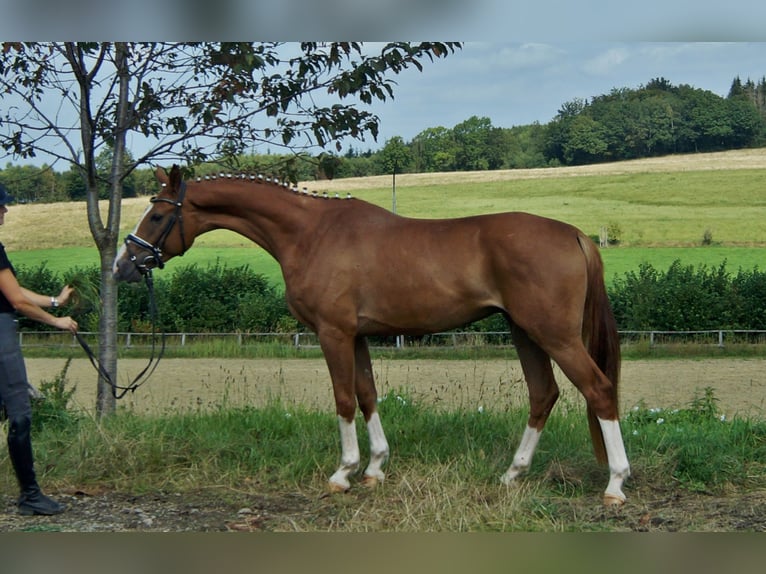 Westfaliano Caballo castrado 4 años 168 cm Alazán in Iserlohn