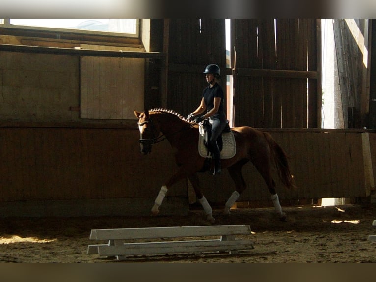 Westfaliano Caballo castrado 4 años 168 cm Alazán in Iserlohn