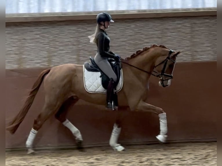 Westfaliano Caballo castrado 4 años 168 cm in Wehringen