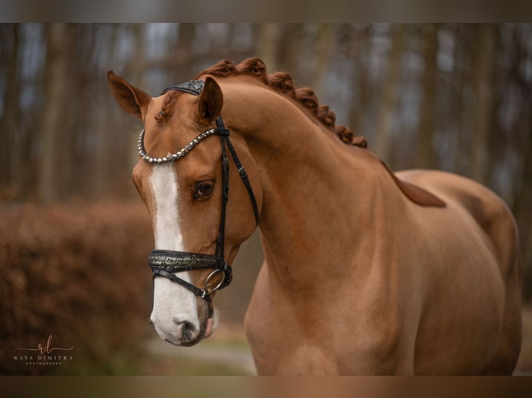 Westfaliano Caballo castrado 4 años 168 cm in Wehringen