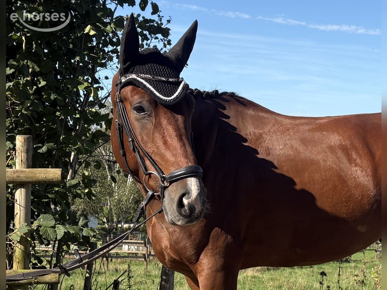 Westfaliano Caballo castrado 4 años 168 cm Castaño in Marienheide