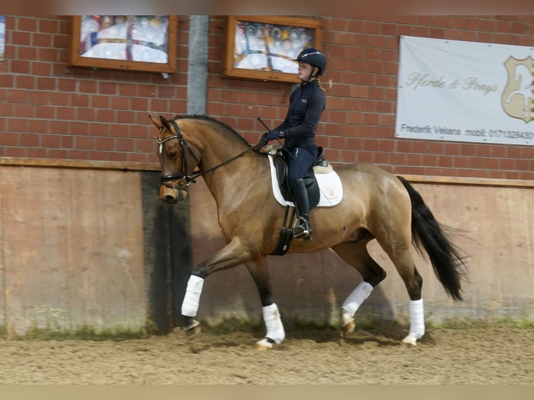 Westfaliano Caballo castrado 4 años 168 cm Castaño in Paderborn