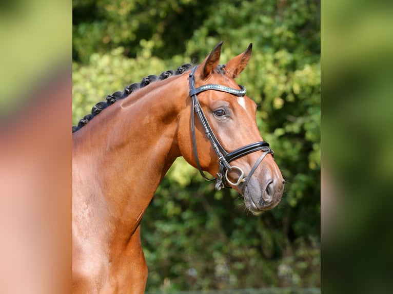 Westfaliano Caballo castrado 4 años 168 cm Castaño in Nordwalde
