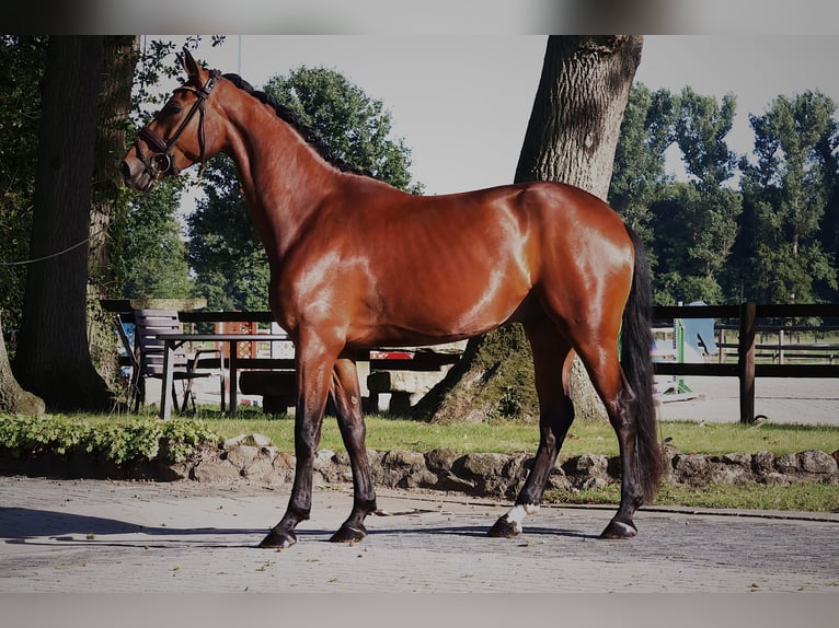 Westfaliano Caballo castrado 4 años 168 cm Castaño in Horstmar
